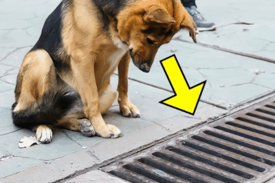 The Dog Looked Into the Storm Drain Every Day—When It Was Opened, Everyone Was Stunned