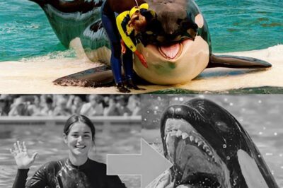 TRAGEDY AT BLUE OCEAN PARK: In a viral clip now dominating social media, a killer whale’s sudden, violent turn leaves a stunned audience in an arena filled with screams. No warning. Just the sound of cold water… and breathless terror… Seconds later, the water turns red, trainer Jessica Radcliffe has…
