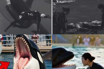 TRAGEDY AT BLUE OCEAN PARK: In a viral video dominating social media, an orca’s sudden and violent turn stuns the audience in a screaming stadium. No warning. Just the sound of the cold water… and a terror that takes your breath away… Seconds later, the water turns red. Trainer Jessica Radcliffe…READ MORE👇👇