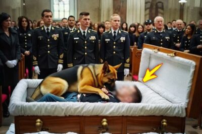 At the funeral, a dog jumped onto the veteran’s body — what happened next left everyone in tears…