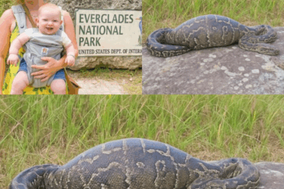Horror in the Everglades: 24-year-old mother and child mysteriously disappear — months later, a giant python is found with a ‘creepy secret’ in its stomach that sh0cks the nation!