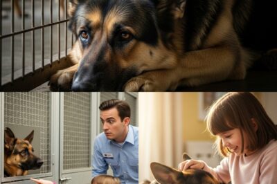A little girl in a wheelchair came to the shelter and wanted to take home the most dangerous dog: when he saw her, the shepherd started barking—and then did this…