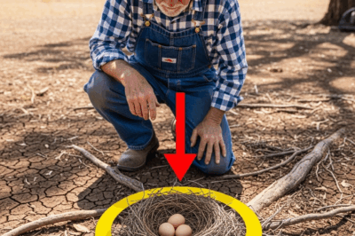 A Poor Farmer Found a Strange Nest… Days Later, He Closed His Ranch Forever…