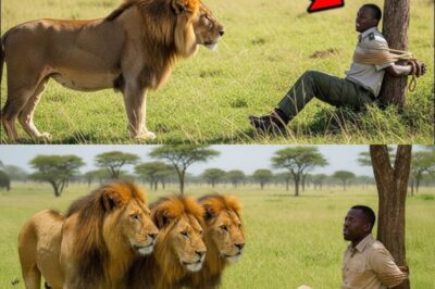 Lion Finds Tied-Up Ranger in the Savanna. What Happened Next Surprised Everyone!