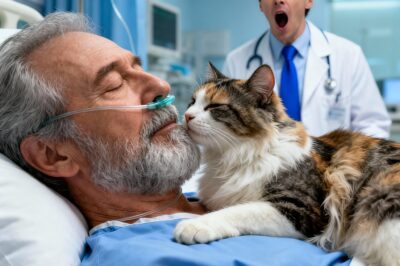 A STREET CAT SNEAKED into the billionaire’s COMA room… and WHAT HAPPENED NEXT WAS A MIRACLE THAT EVEN DOCTORS CAN’T EXPLAIN…